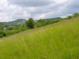 La natura meravigliosa intorno all'alchemica