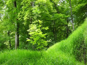 La chiave per la natura, oleoliti alchemici di Alchemica Valgelata