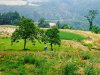 La chiave per la natura, oleoliti alchemici di Alchemica Valgelata