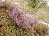 La chiave per la natura, oleoliti alchemici di Alchemica Valgelata